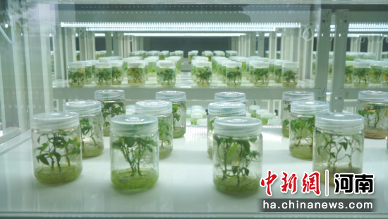 图为试管苗。 图为试管苗。