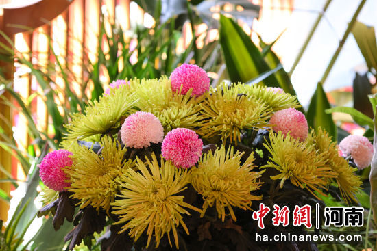图为清明上河园景区内的造型菊花。石斐 摄 图为清明上河园景区内的造型菊花。石斐 摄