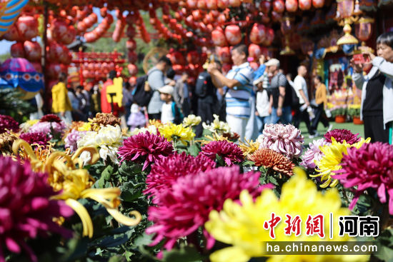 图为游客在清明上河园景区赏菊游玩。石斐 摄 图为游客在清明上河园景区赏菊游玩。石斐 摄