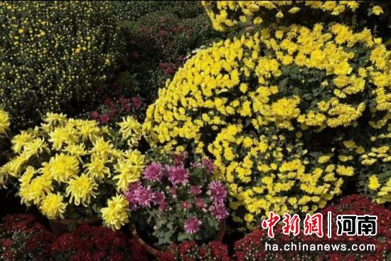 图为新野汉桑城菊花展。 图为新野汉桑城菊花展。