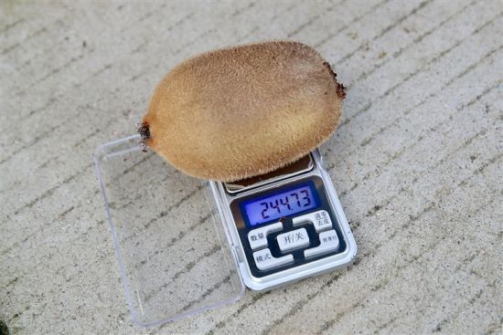 猕猴桃优系测重。本报全媒体记者 王铮 摄 猕猴桃优系测重。本报全媒体记者 王铮 摄