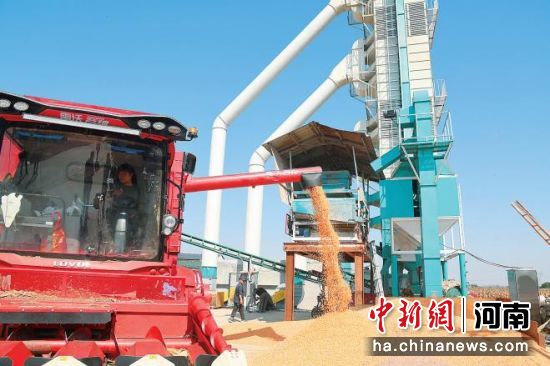 图为农户把刚收获的玉米送到烘干点进行烘干除湿。 图为农户把刚收获的玉米送到烘干点进行烘干除湿。