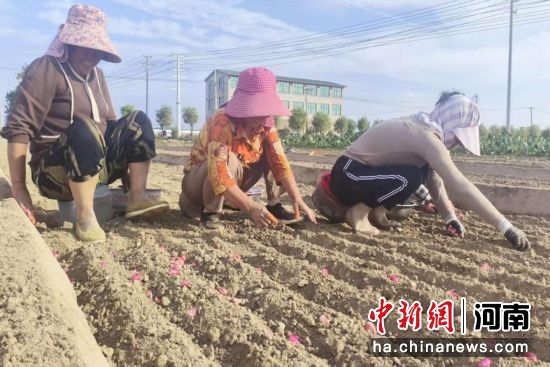 图为妇女在栽种大蒜。 图为妇女在栽种大蒜。