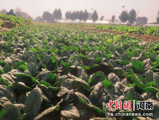 图为成片的趴地菠菜。中牟新区党工委供图 图为成片的趴地菠菜。中牟新区党工委供图