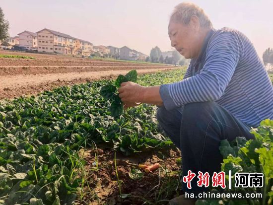 图为菜农采收趴地菠菜。中牟新区党工委供图 图为菜农采收趴地菠菜。中牟新区党工委供图