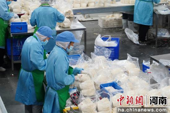 河南確山：食用菌智能車間生產(chǎn)忙