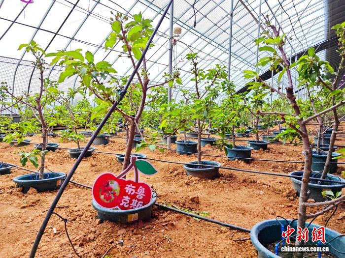 ������С������ˣ�һ��Сӣ�ң��ں�ũ����