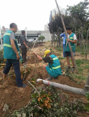 郑州市环道绿化管理处将移植电厂西路苗木70