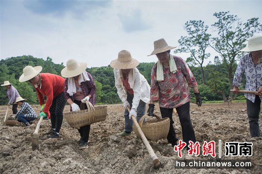 现在能种姜吗河南 U879P948T2D31765F12DT20200507094552.jpg