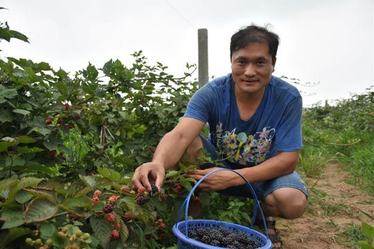 国际市场被誉为生命之果的树莓在平顶山种植成