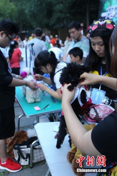 狗狗踩红毯走猫步 造型奇特萌翻人 - 河南图片