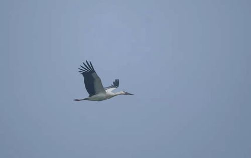 自由飞翔的鸟有虫吗 U879P948T2D23750F14DT20190301081543.jpg