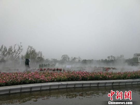 2019世界月季洲际大会暨第九届中国月季展开