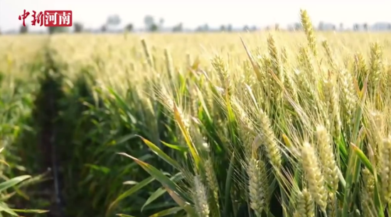 小麦进入灌浆期 专家支招如何应对干热风和倒伏