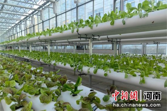 ͼΪˮ���߲ˡ����� ��