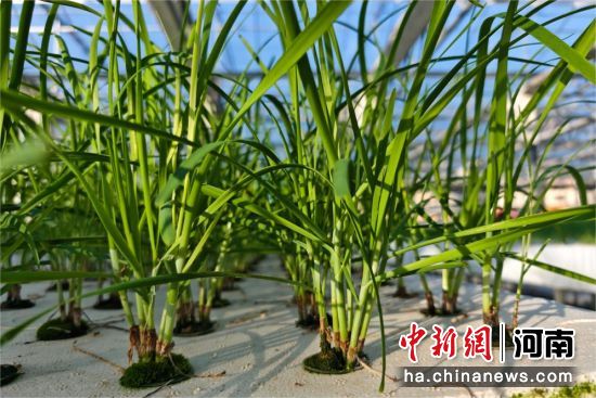 ͼΪˮ��²ˡ���ʿ�� ��