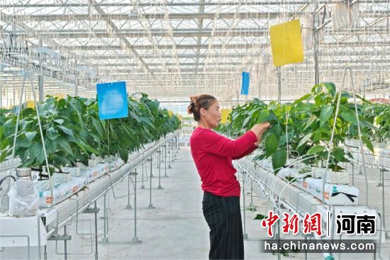 ͼΪ�����ڶ�ˮ���߲˽����ճ�ά������� ��