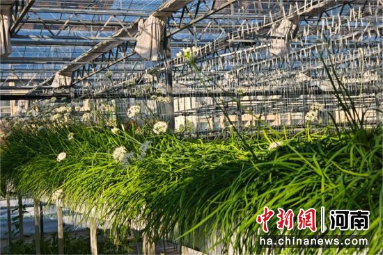 ͼΪˮ��²ˡ���� ��