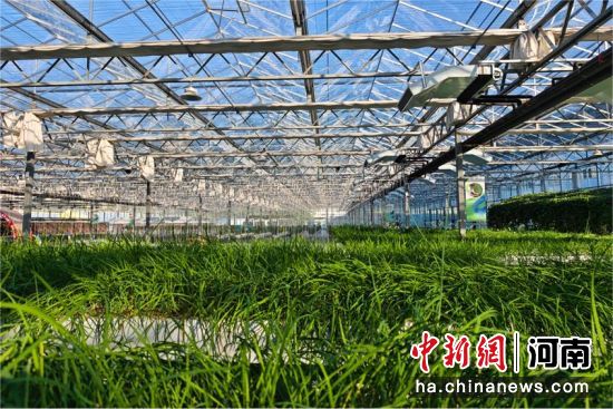 ͼΪˮ��²ˡ���ʿ�� ��