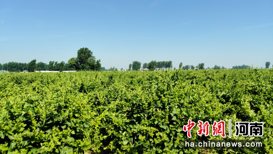 图为原阳县齐街镇瓜李村的大田金银花已进入盛花期。张文杰 摄