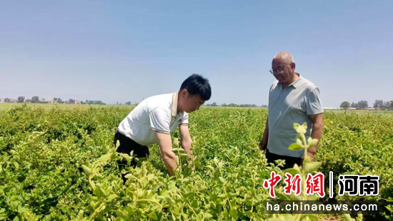 图为原阳县齐街镇金辉合作社负责人正在刘文寨村查看金银花长势。卢明 摄