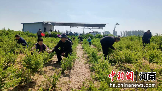 图为村民正在采摘大田金银花。