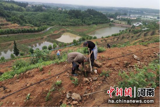 图为村民在栽种野菊花种苗。
